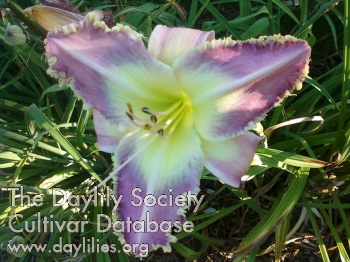 Daylily NYC’s Dave N.